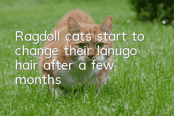 Ragdoll cats start to change their lanugo hair after a few months
