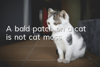 A bald patch on a cat is not cat moss