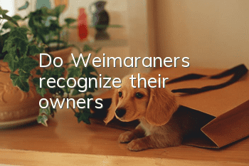 Do Weimaraners recognize their owners?