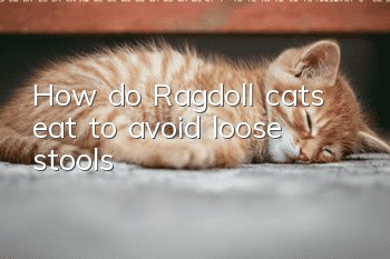 How do Ragdoll cats eat to avoid loose stools?