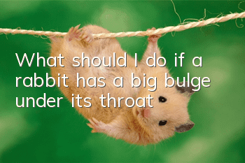 What should I do if a rabbit has a big bulge under its throat?