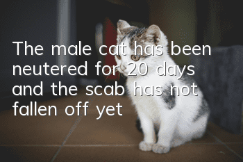 The male cat has been neutered for 20 days and the scab has not fallen off yet