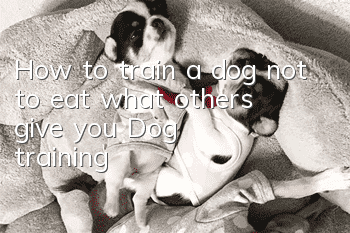 How to train a dog not to eat what others give you? Dog training!