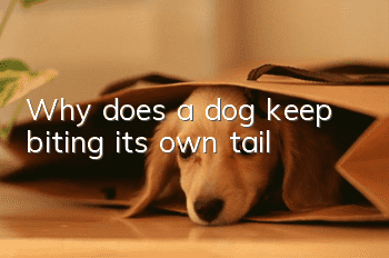 Why does a dog keep biting its own tail?