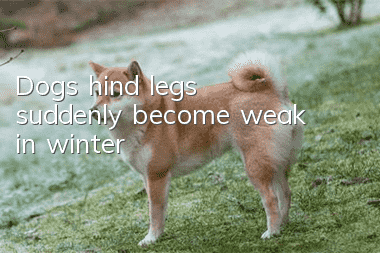 Dog's hind legs suddenly become weak in winter