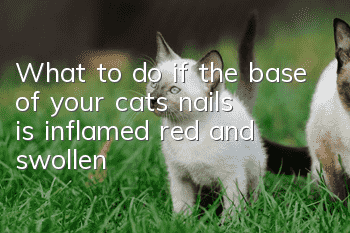 What to do if the base of your cat’s nails is inflamed, red and swollen