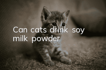 Can cats drink soy milk powder?