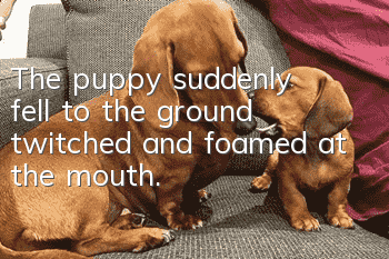 The puppy suddenly fell to the ground, twitched and foamed at the mouth.