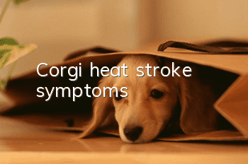 Corgi heat stroke symptoms