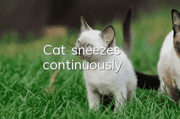 Cat sneezes continuously