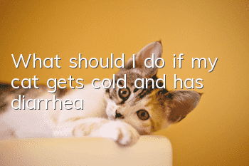 What should I do if my cat gets cold and has diarrhea?