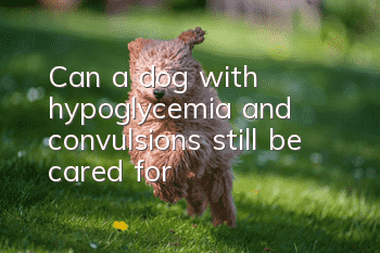 Can a dog with hypoglycemia and convulsions still be cared for?