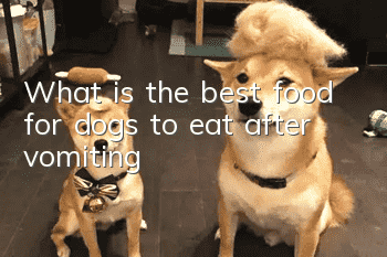 What is the best food for dogs to eat after vomiting?