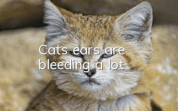 Cat's ears are bleeding a lot