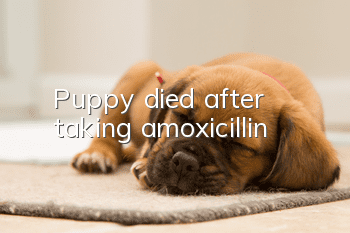Puppy died after taking amoxicillin
