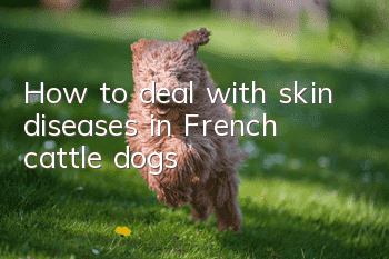 How to deal with skin diseases in French cattle dogs