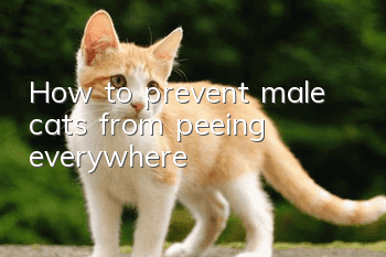 How to prevent male cats from peeing everywhere