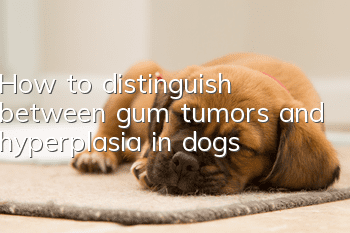 How to distinguish between gum tumors and hyperplasia in dogs