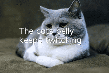 The cat’s belly keeps twitching