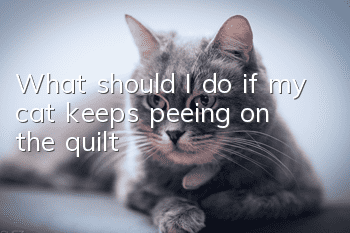 What should I do if my cat keeps peeing on the quilt?