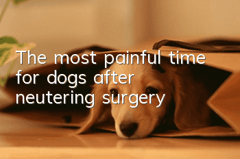 The most painful time for dogs after neutering surgery