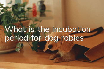 What is the incubation period for dog rabies?