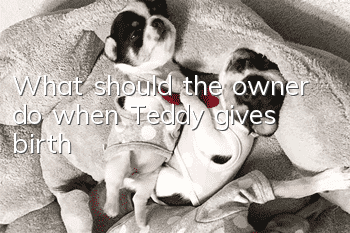 What should the owner do when Teddy gives birth?