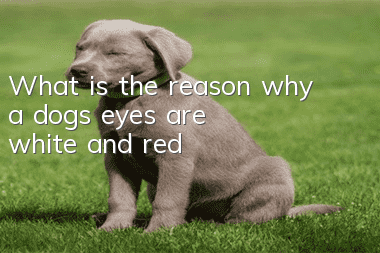 What is the reason why a dog’s eyes are white and red?