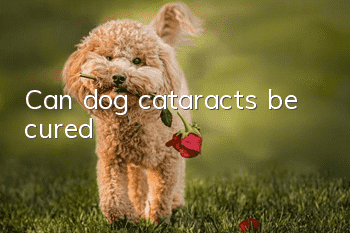 Can dog cataracts be cured?