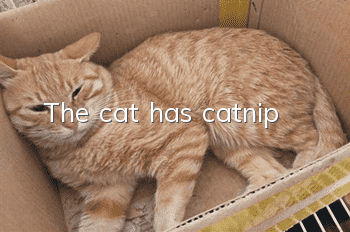 The cat has catnip