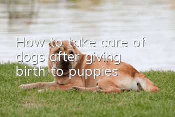 How to take care of dogs after giving birth to puppies