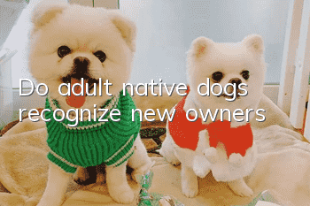 Do adult native dogs recognize new owners?