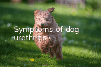 Symptoms of dog urethritis