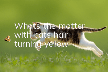 What’s the matter with cat’s hair turning yellow?