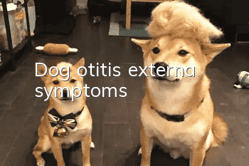 Dog otitis externa symptoms