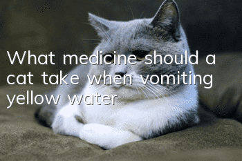 What medicine should a cat take when vomiting yellow water?