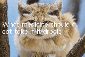 What medicine should a cat take if it drools?