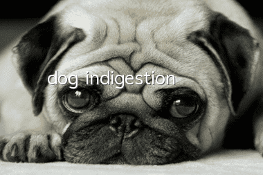 dog indigestion