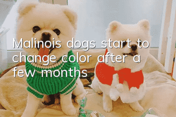 Malinois dogs start to change color after a few months