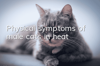 Physical symptoms of male cats in heat