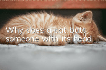 Why does a cat butt someone with its head?