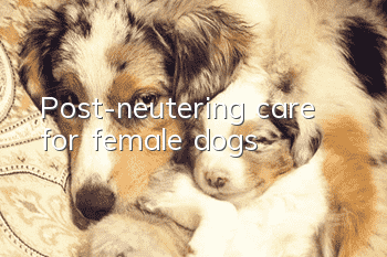 Post-neutering care for female dogs
