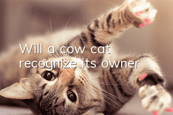 Will a cow cat recognize its owner?
