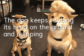 The dog keeps rubbing its head on the ground and humping