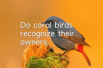 Do coral birds recognize their owners?