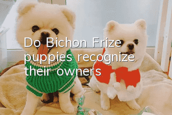 Do Bichon Frize puppies recognize their owners?
