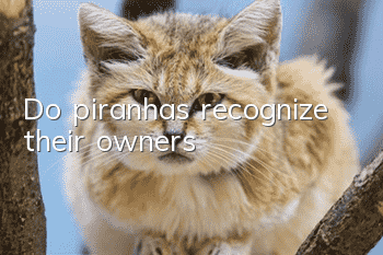 Do piranhas recognize their owners?