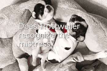 Does Rottweiler recognize the mistress?