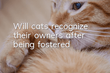 Will cats recognize their owners after being fostered?