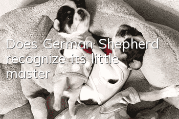 Does German Shepherd recognize its little master?